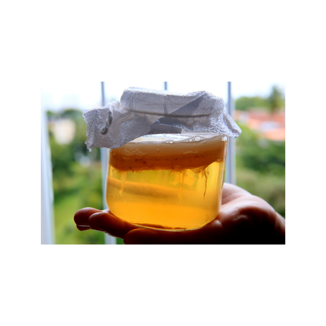Jar of Kombucha, a fermentation tea, with a SCOBY on top.