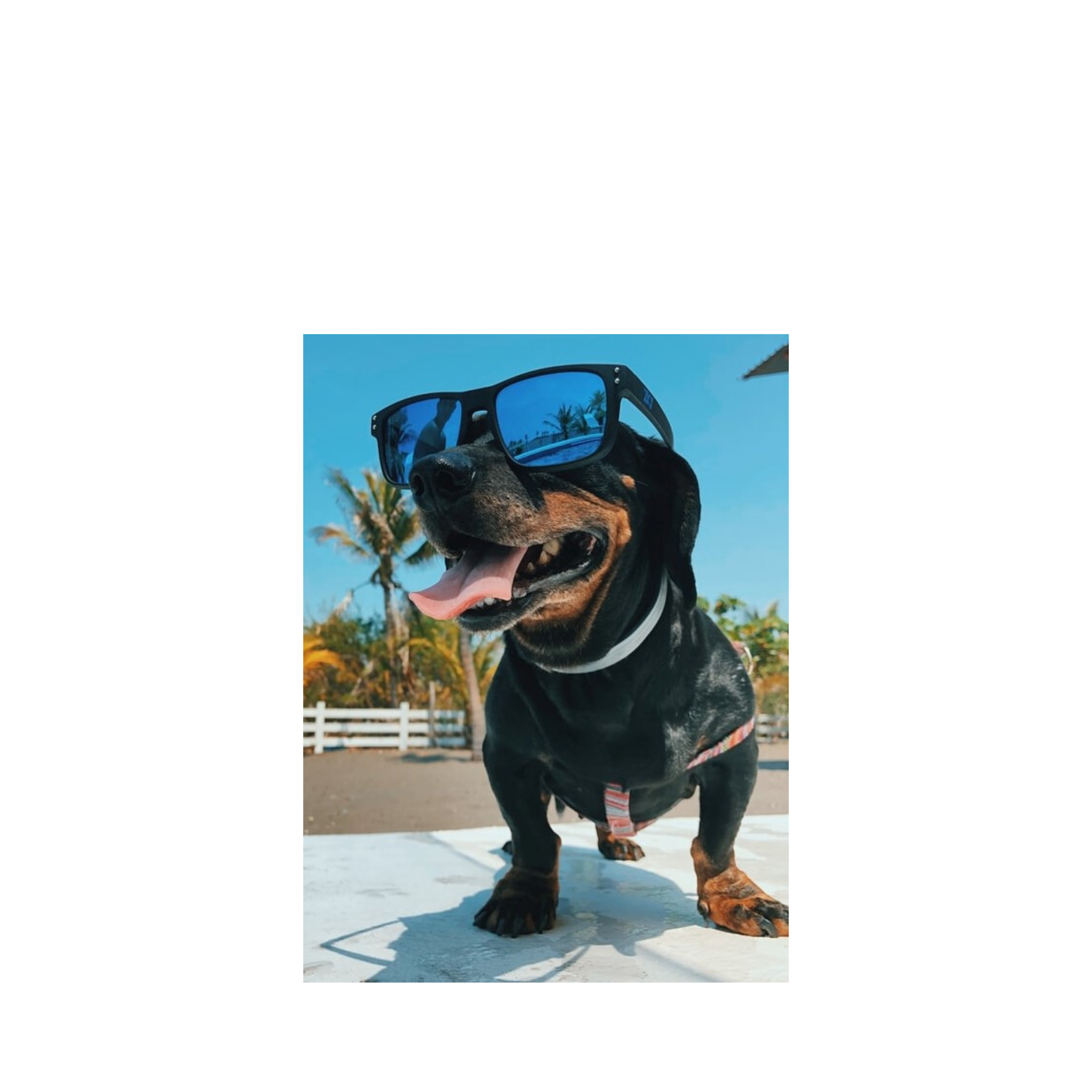 dog summer sunglasses hydration pick up the beet kvass electrolytes vegan probiotic